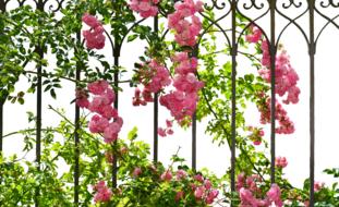 Romantic Love Rose fence