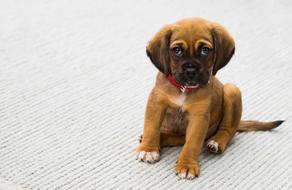 cute brown puppy dog with red collar sits on floor