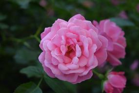 cute pink Red Rose Flower