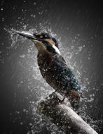 Bird Rain