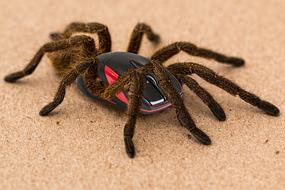 weird spider