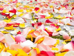 Colorful and beautiful rose petals, laying on the ground