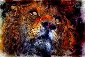lion wild portrait drawing