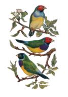 vintage birds drawing