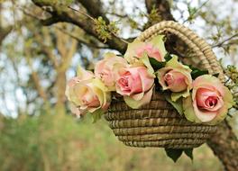 Roses in Basket hanging on tree