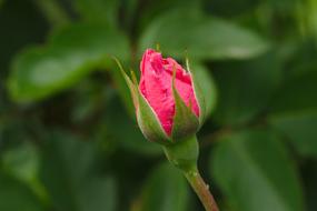 Pink rose bud at blurred greenery