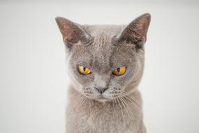 Beautiful,colorful and cute cat with the angry face