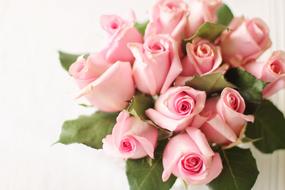 bouquet of pink roses on a white background