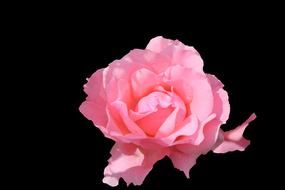 Close-up of the beautiful, blossoming, pink, gradient rose flower, at black background