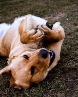 photo of a smiling dog on the ground