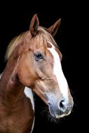 Horse Equine face