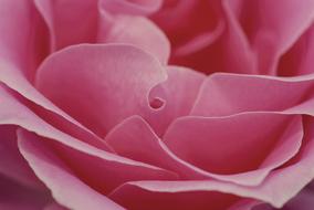 delicate pink rose petals, close-up