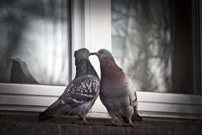 grey Doves kissing at white window