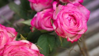 charming Rose Pink Noble