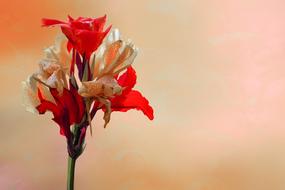 Close-up of the beautiful, blossoming, red, orange and white flowers on the stem, at colorful background