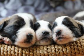 three black and white puppies in a basket