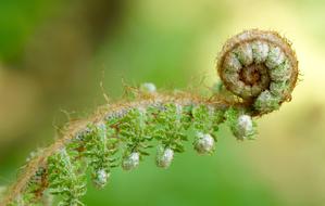 swirling young fern leaf