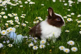 amazingly beautiful Easter Rabbit Mammal