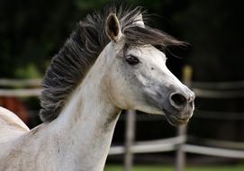 photo of a white pony with a gray mane