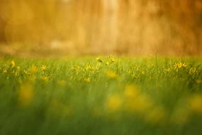 green Nature Field close up on blurred background