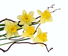 photo of yellow daffodils on a white background