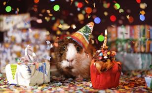 Guinea Pig Happy Birthday