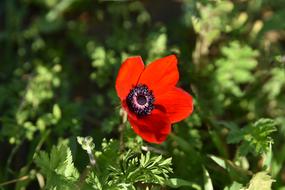 red poppy flower on green plant background