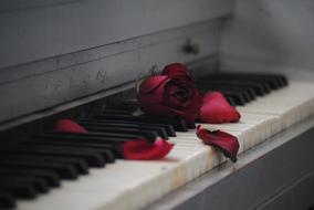 Piano and Rose Red as a symbol of romance