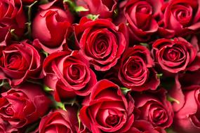 fresh Red Roses, background