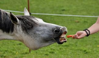 give carrots to the horse