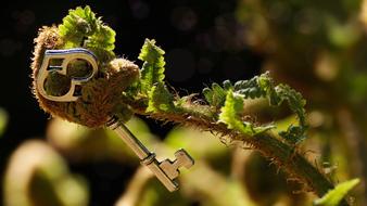 key in fern close-up on blurred background