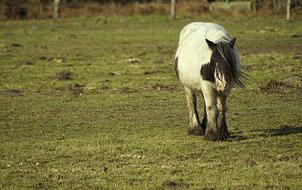 Horse Mane
