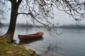 boat near a tree on the shore