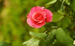 cute Rose Garden
