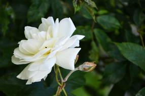 romantic white rose on a bush in the garden