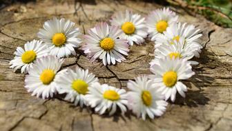 heart of white daisies on a tree stump close up