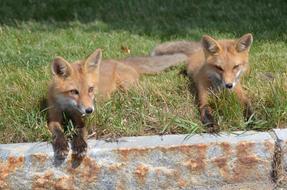 two relaxing foxes