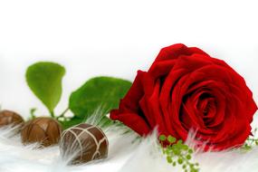 Red rose flower with green leaves and chocolates on a white background