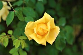 Close-up of the beautiful, yellow and orange rose flower, with the green leaves