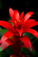bright red flower in a pot