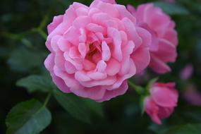 closeup photo view of Red Rose Flowers