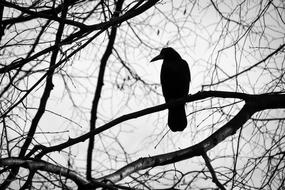 Bird Tree Black