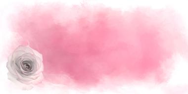 blossom rose love pink drawing