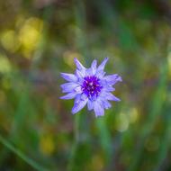 Vineyard Purple blossom