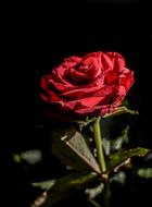 nice Rose Flower Red