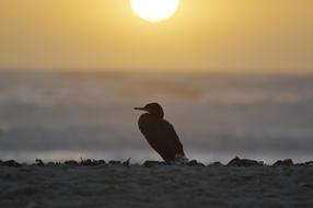 Cormorant Maverick bird