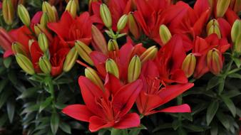 blooming red lilies on a flowerbed in the garden