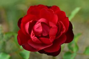 red lush rose on blurred background