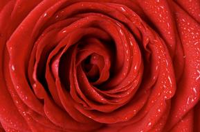 giant wet rose bud