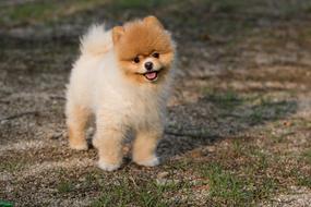 nice Dog Puppy